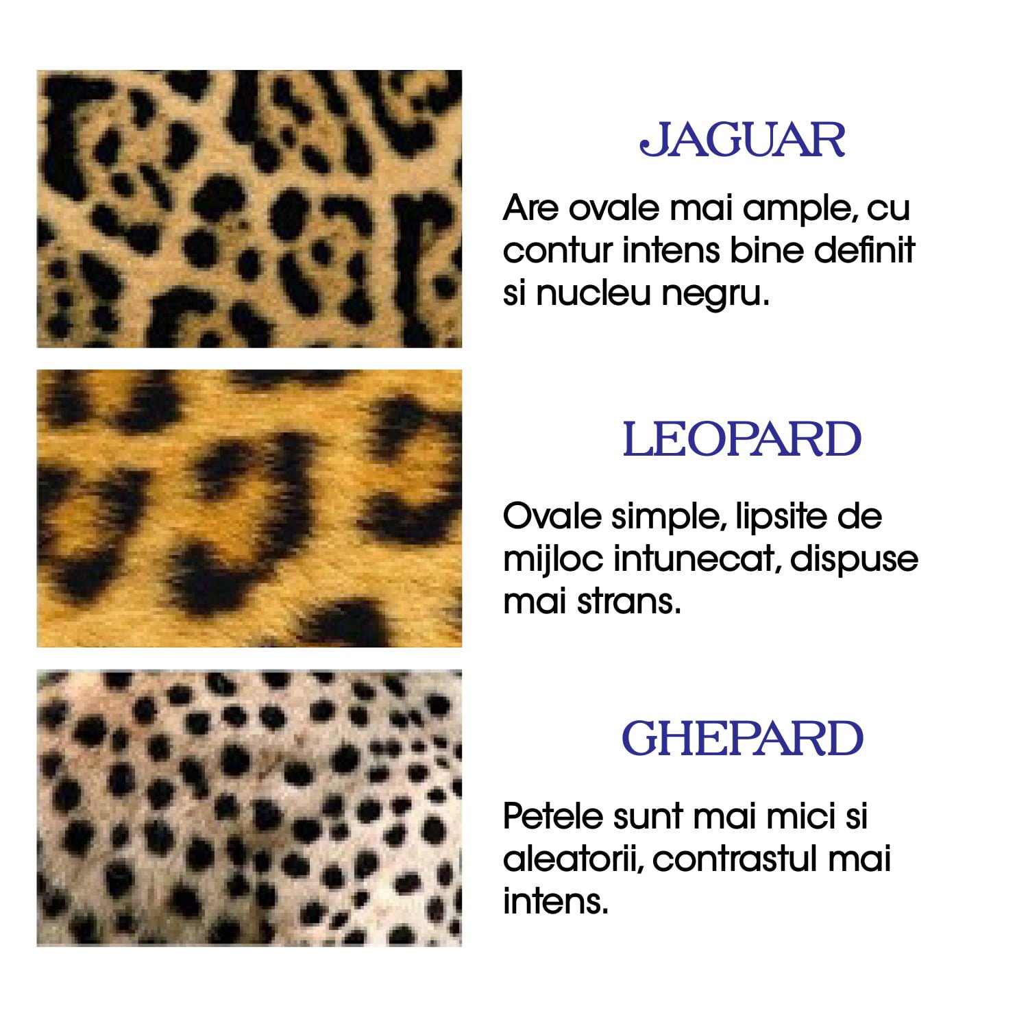 Motive animal print